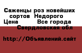 Саженцы роз новейших сортов. Недорого. › Цена ­ 350 - Все города  »    . Свердловская обл.